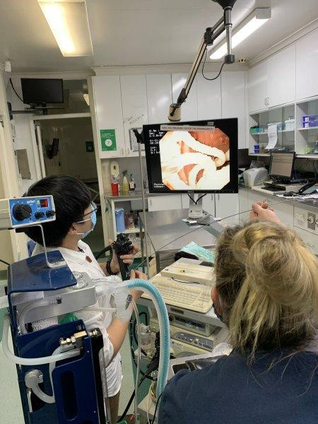 Endoscopy