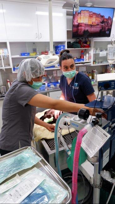 Dental care