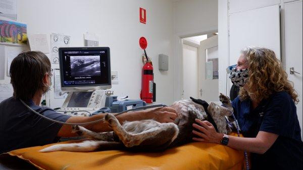 Ultrasound examination